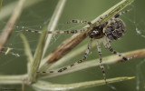 Theridion mystaceum 0802FA-95294.jpg