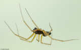 Tenuiphantes tenuis 0466MA-99674.jpg