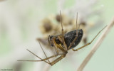 Tenuiphantes tenuis 0500FA-91898.jpg