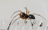 Prinerigone vagans 0000MA-98853.jpg