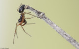 Prinerigone vagans 0000MA-98872.jpg