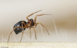 Pelecopsis bucephala 0857FA-97397.jpg