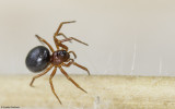 Pelecopsis bucephala 0857FA-97443.jpg