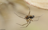 Palliduphantes stygius_0000FA EM-97921.jpg