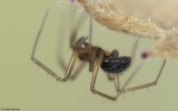 Palliduphantes stygius_0000FA EM-97958.jpg