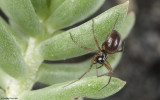 Ostearius melanopygius 1074FA-93391.jpg