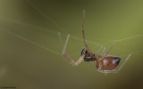 Ostearius melanopygius 1074FA-93815.jpg