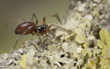 Ostearius melanopygius 1074FA-93841.jpg