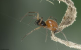 Ostearius melanopygius 1093FA-96105.jpg