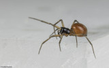 Ostearius melanopygius 1093FA-96555.jpg
