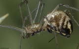 Neriene radiata 0790FA-94853-2.jpg