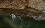 Linyphia tenuipalpis 0000FA-0062271.jpg