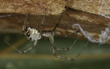 Linyphia tenuipalpis 0000FA-0062272.jpg