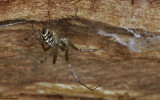 Linyphia tenuipalpis 0000FA-0062273.jpg