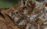 Linyphia tenuipalpis 0000FA-0062282.jpg