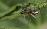 Frontinellina frutetorum 0000MA-95608.jpg
