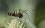 Frontinellina frutetorum 0848MA-97144.jpg