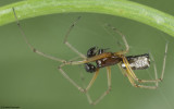 Frontinellina frutetorum 1455MA-93729.jpg