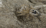 Thyene imperialis 0913Ms-90448.jpg
