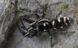 Salticus propinquus 0624MA-98112.jpg