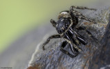 Salticus propinquus 0624MA-98124.jpg