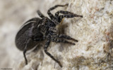 Phlegra fasciata 0551FA-94769.jpg