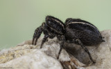 Phlegra fasciata 0551FA-94784.jpg