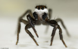 Phlegra bresnieri 0941MA-91922.jpg