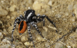 Philaeus chrysops 1383MA_EM96330.jpg