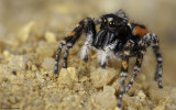 Philaeus chrysops 1383MA_EM96358.jpg