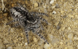 Philaeus chrysops 1384FA_EM96405.jpg