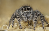 Philaeus chrysops 1384FA_EM96439.jpg