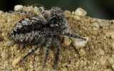 Philaeus chrysops 1385FA_EM96455.jpg