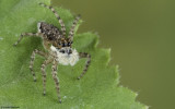 Menemerus semilimbatus .0000FA-90067.jpg