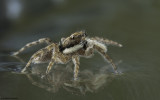 Menemerus semilimbatus .0000FA-90073.jpg