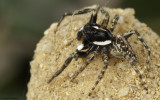 Menemerus semilimbatus 1416MA-98922.jpg