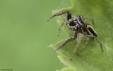Icius subinermis 0000MA-95021.jpg