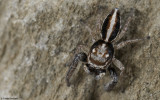 Icius hamatus 0911MA-90428.jpg