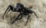 Heliophanus lineiventris 0570MA-95465.jpg