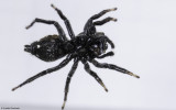 Heliophanus kochii .0000FA-90955.jpg