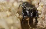 Heliophanus kochii .0000FA-98049.jpg