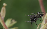 Heliophanus kochii 0000MA-91236.jpg