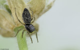 Heliophanus cupreus .0674FA-90073.jpg