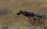 Ballus chalybeius 0740MA-92715.jpg