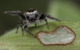 Bianor albobimaculatus 0920FA-90677.jpg
