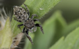 Bianor albobimaculatus 0920FA-90700.jpg