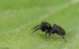 Chalcoscirtus infimus 0806FA-95362.jpg