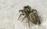 Euophrys semiglabrata .1011Ms-96466.jpg