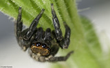 Euophrys semiglabrata 1011MA-98416.jpg