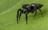 Evarcha jucunda 0000MA-91335.jpg